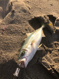 イナダの釣果