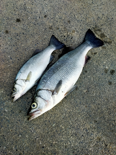 ヒラスズキの釣果