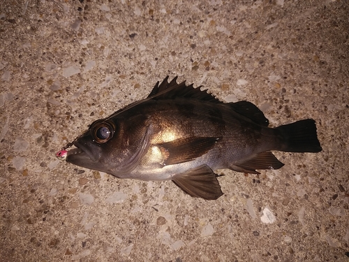 クロメバルの釣果