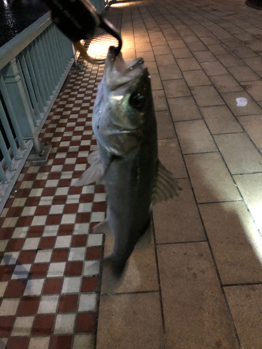 スズキの釣果