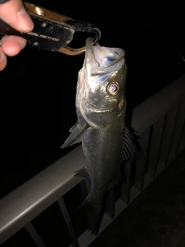 スズキの釣果