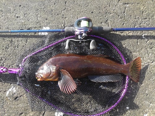 アイナメの釣果