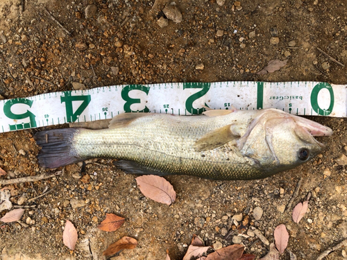 ブラックバスの釣果