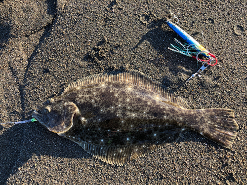 ソゲの釣果