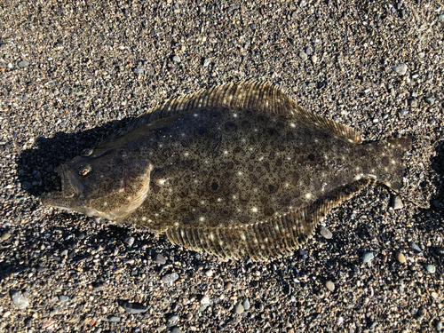 ソゲの釣果