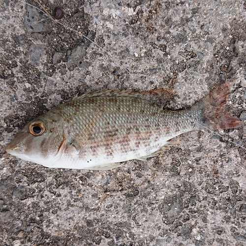 ハマフエフキの釣果