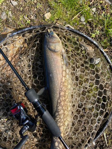 ヤマメの釣果