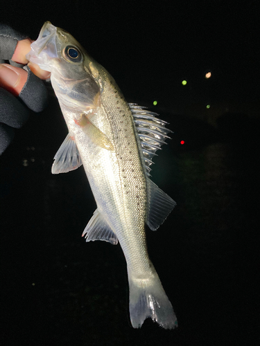 セイゴ（タイリクスズキ）の釣果