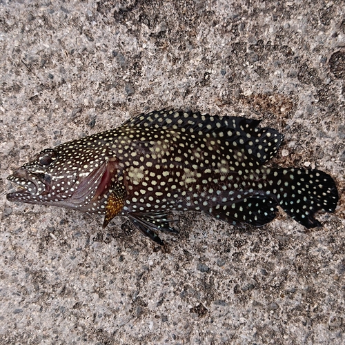 オオモンハタの釣果