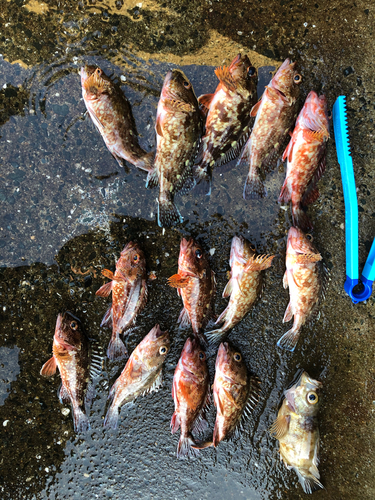 アラカブの釣果