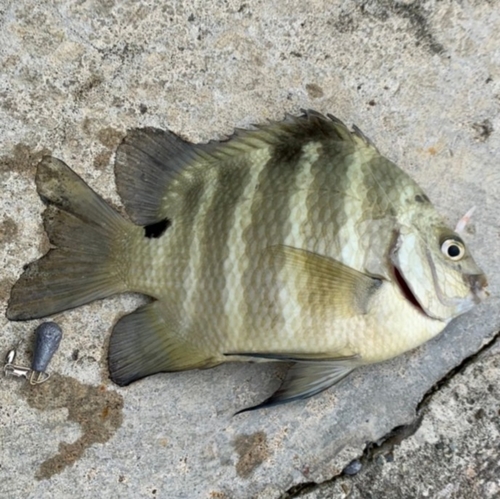 スズメダイの釣果