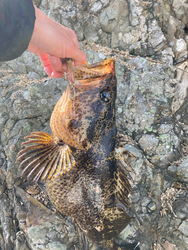 ベッコウゾイの釣果