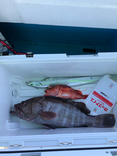 マハタの釣果