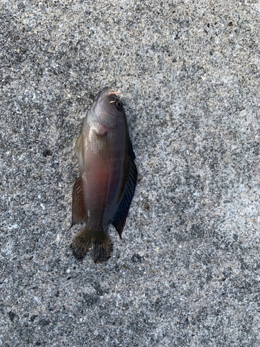 カンダイの釣果