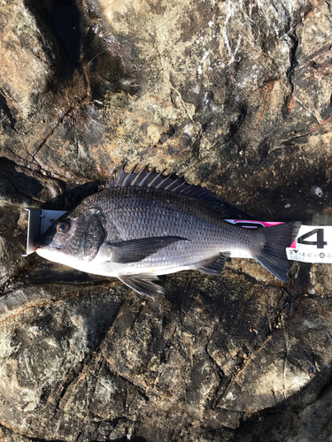 クロダイの釣果