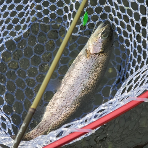 ニジマスの釣果