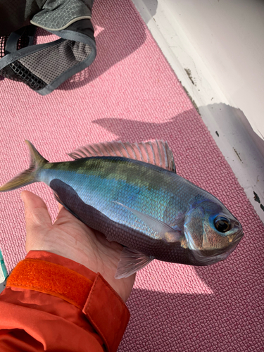 ウメイロの釣果