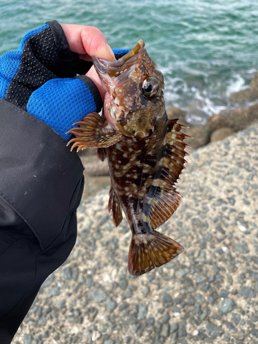 アラカブの釣果