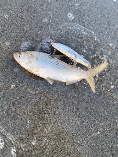 コノシロの釣果