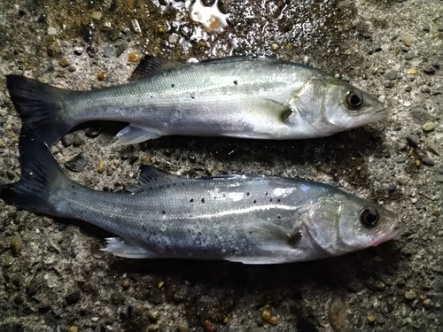 シーバスの釣果