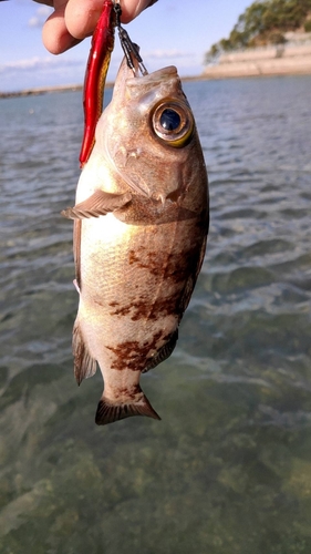 メバルの釣果