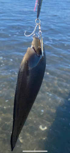 シタビラメの釣果