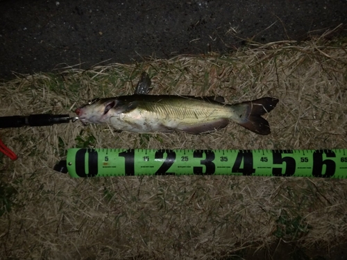 アメリカナマズの釣果