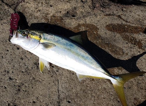 ハマチの釣果