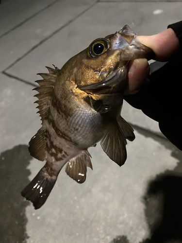 メバルの釣果