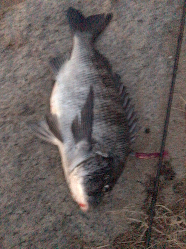 クロダイの釣果