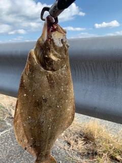 ヒラメの釣果