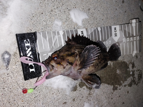 オウゴンムラソイの釣果