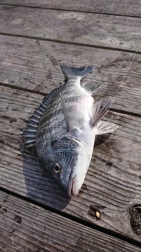 チヌの釣果