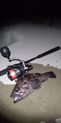 クロソイの釣果