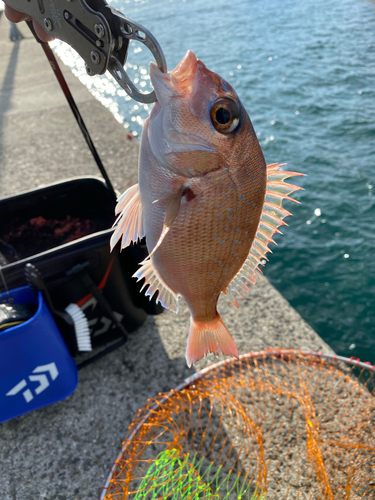 タイの釣果