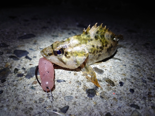 タケノコメバルの釣果