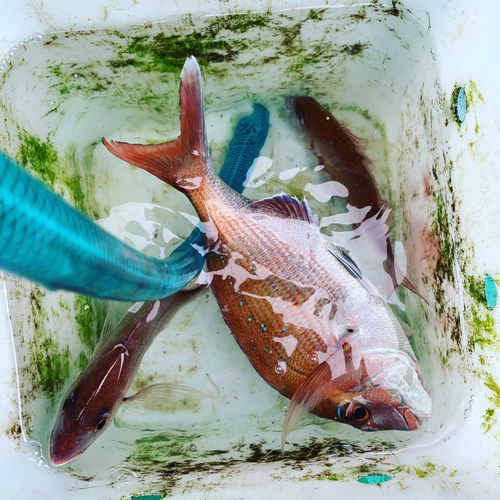 タイの釣果