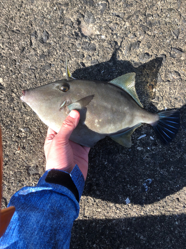 ウマヅラハギの釣果