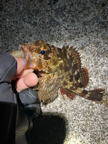 カサゴの釣果