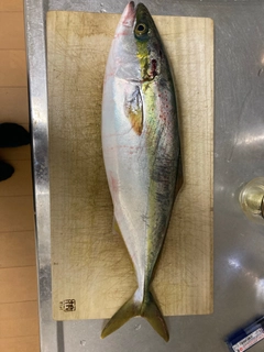 ハマチの釣果