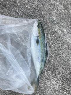 ハマチの釣果