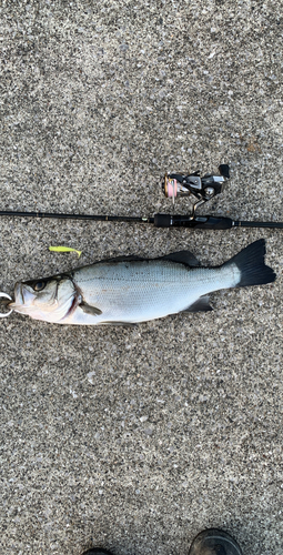 ヒラスズキの釣果