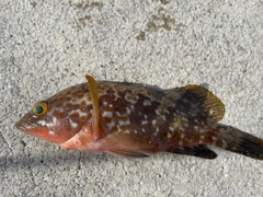 アコウの釣果