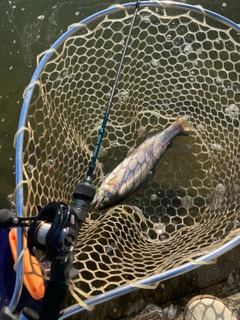 ニジマスの釣果