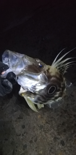 マトウダイの釣果