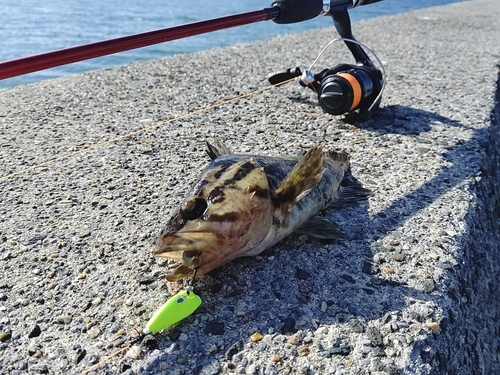 タケノコメバルの釣果