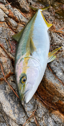 ヒラマサの釣果