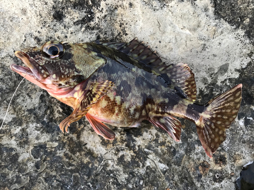 カサゴの釣果