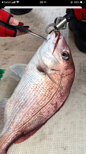 タイの釣果