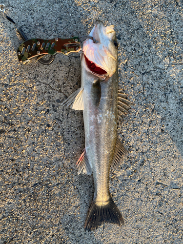 シーバスの釣果